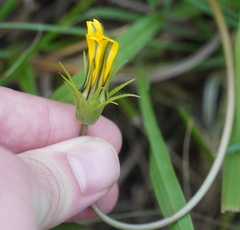 Gazania linearis linearis