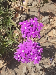 Verbena pulchella