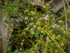 Cassytha glabella dispar