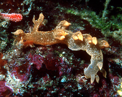 Bornella stellifera