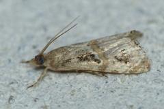 Euchromius cambridgei
