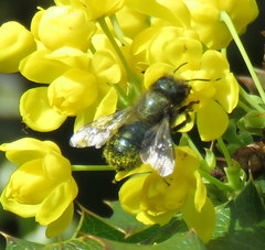 Osmia lignaria propinqua