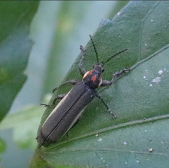 Homalocerus nigripennis