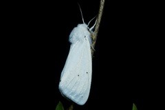 Spilosoma urticae