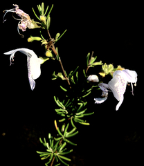 Conradina