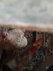 Gallus gallus domesticus