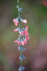 Sphaerolobium grandiflorum