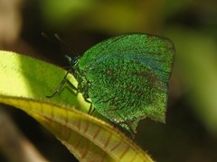 Arcas imperialis