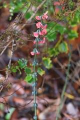 Sphaerolobium grandiflorum