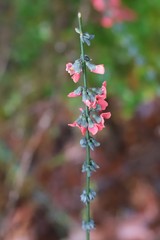 Sphaerolobium grandiflorum