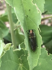 Agaeocera scintillans