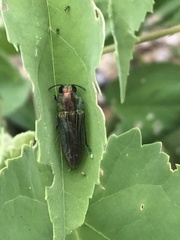 Agaeocera scintillans