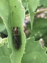 Agaeocera scintillans