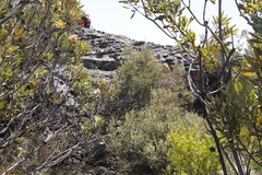 Phylica oleifolia