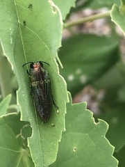 Agaeocera scintillans