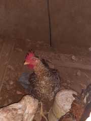 Gallus gallus domesticus