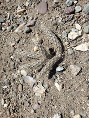 Pterocactus tuberosus