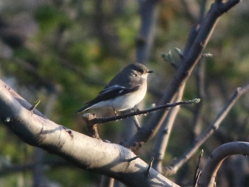 Semicollared Flycatcher (Ficedula semitorquata), photo 10