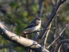 Ficedula semitorquata