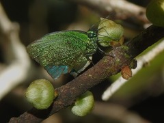 Arcas imperialis