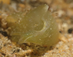 Phyllaplysia
