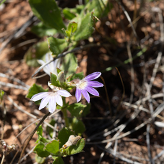 Scaevola humilis