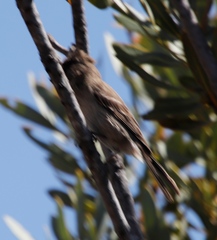 Crithagra leucoptera