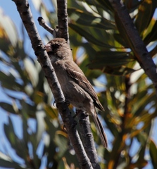 Crithagra leucoptera