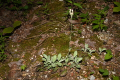 Antennaria parlinii fallax