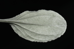 Antennaria parlinii fallax