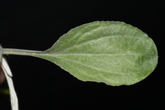 Antennaria parlinii fallax