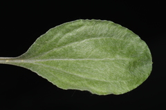 Antennaria parlinii fallax