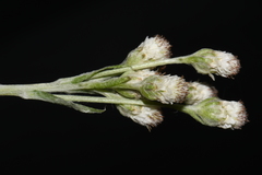 Antennaria parlinii fallax