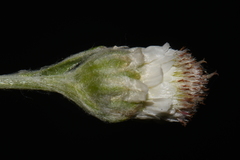 Antennaria parlinii fallax