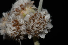 Antennaria parlinii fallax