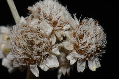 Antennaria parlinii fallax