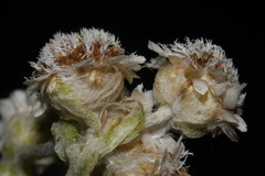 Antennaria parlinii fallax