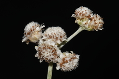 Antennaria parlinii fallax