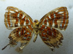 Sarota neglecta