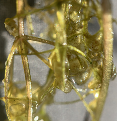 Utricularia purpurea image
