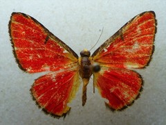 Mesene phareus