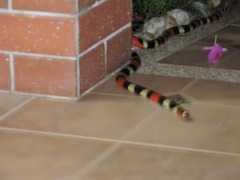 Micrurus lemniscatus helleri