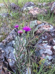 Lessingianthus plantaginodes