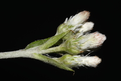 Antennaria parlinii fallax