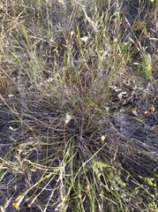 Sisyrinchium vaginatum