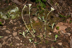Antennaria parlinii fallax