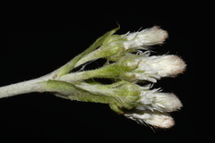 Antennaria parlinii fallax