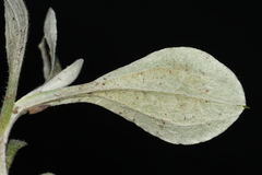 Antennaria parlinii fallax