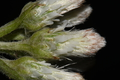 Antennaria parlinii fallax