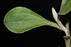 Antennaria parlinii fallax